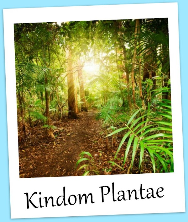 Ciri-Ciri dan Pengelompokan Kingdom Plantae Ciri-Ciri dan Pengelompokan Kingdom Plantae