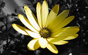 Beautiful Yellow Camomille Wide Screen Wallpaper (yellow flower on black background hd wallpaper)