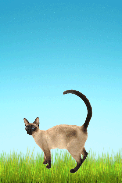 Libbies Work: Animal Getting Hurt