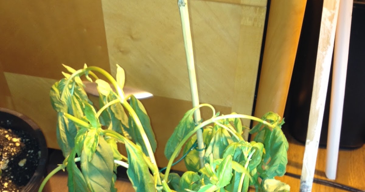 Boulder Flatiron Blog Basil wilted from cold getting down to 36