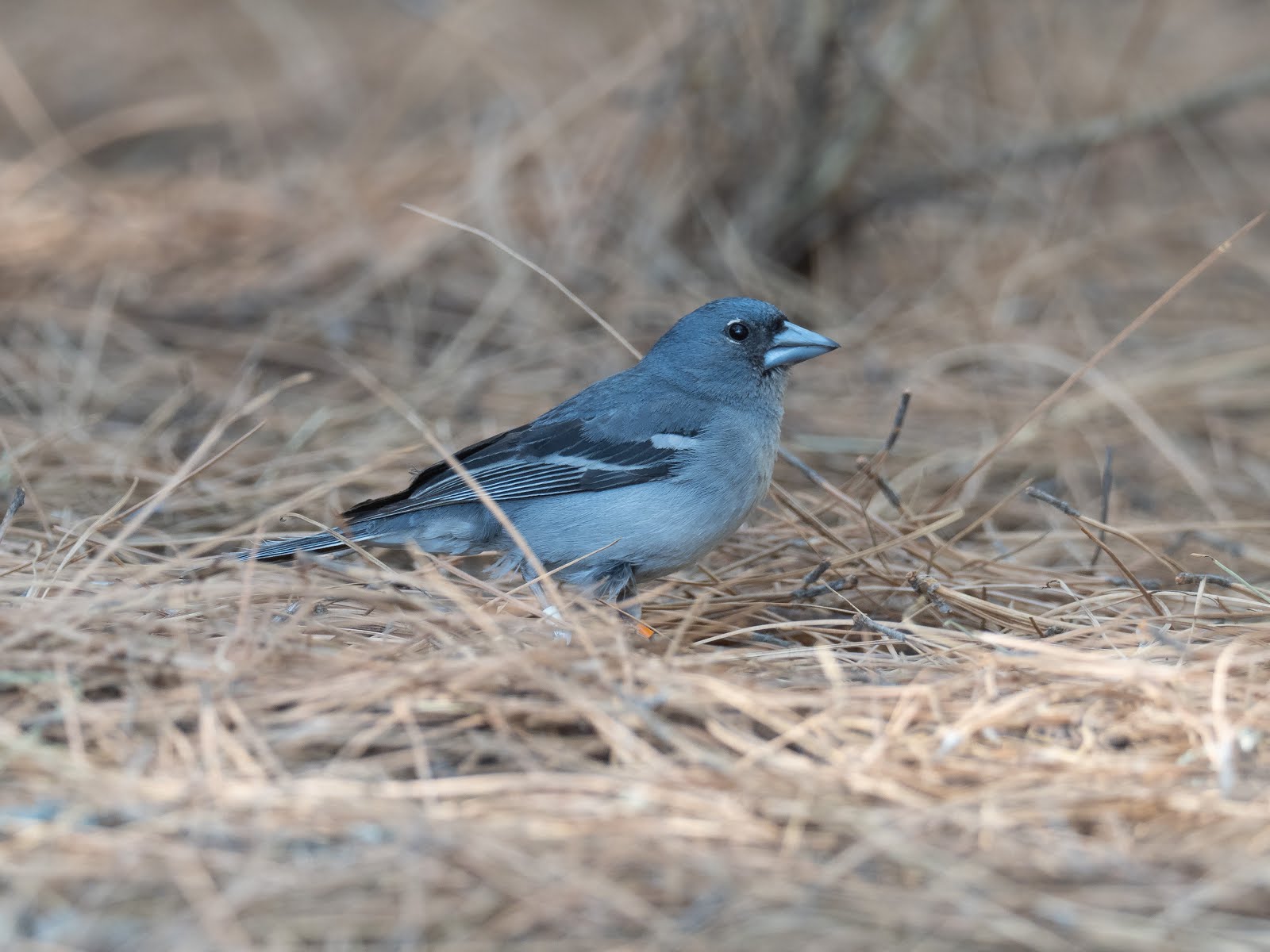 Canary Islands - July 2019