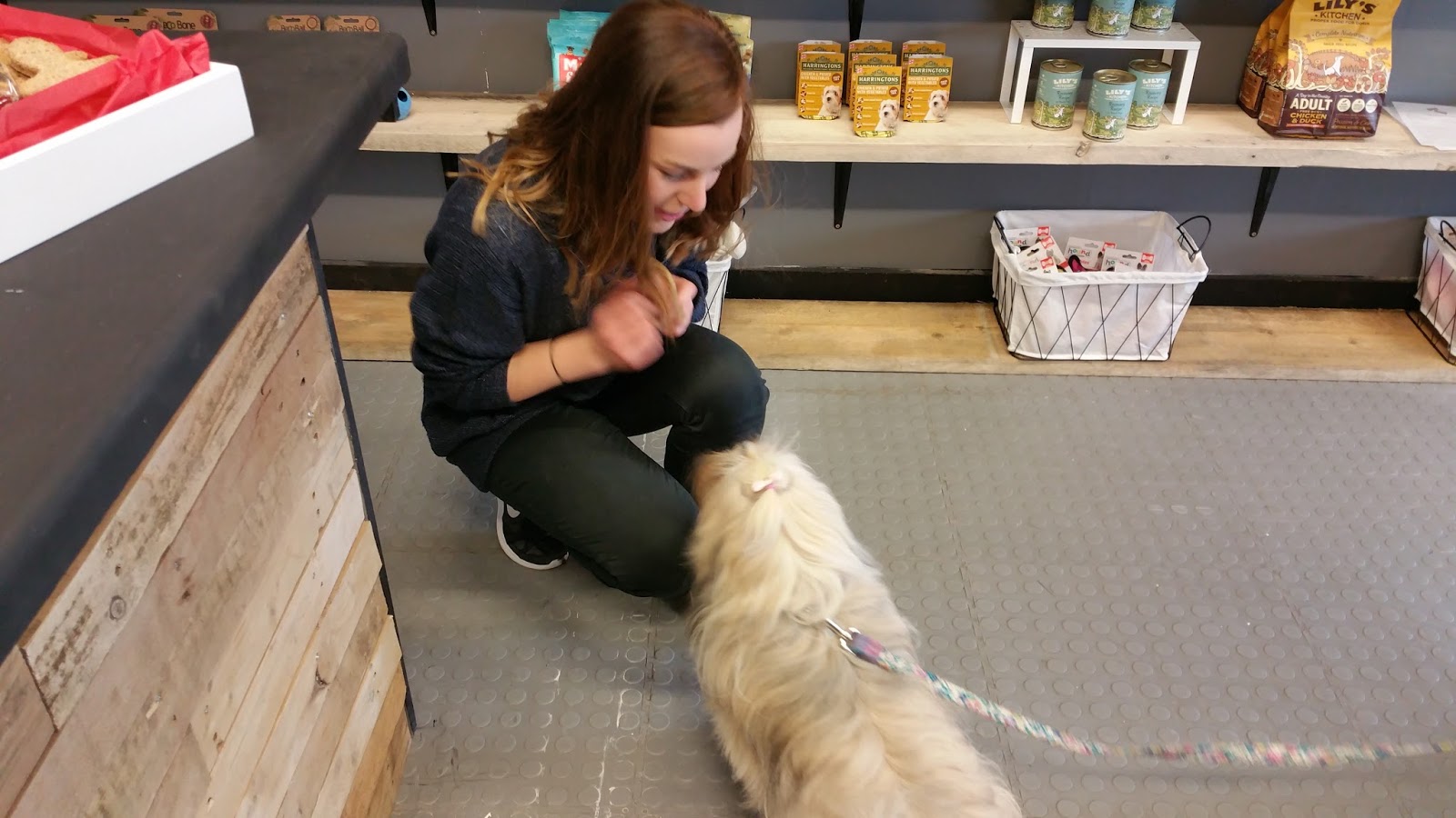 Hounds NewcastleUnderLyme Staffordshire Paws across Britain