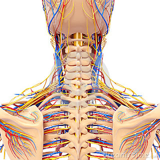 Sora's Pictures of Various Cool Stuff: The Human Anatomy