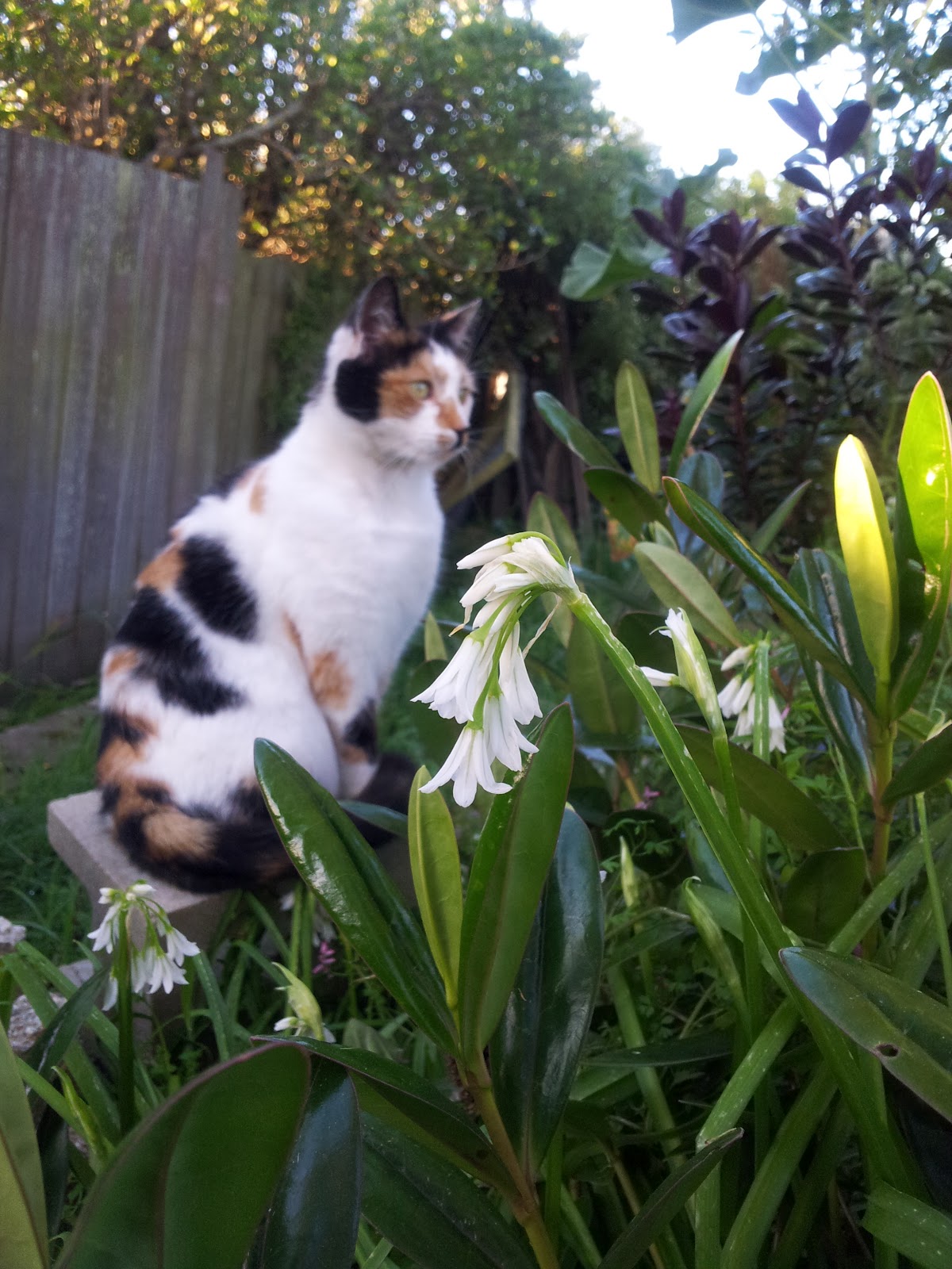 Jeannie's Kitchen Onion Weed just as good as spring onions