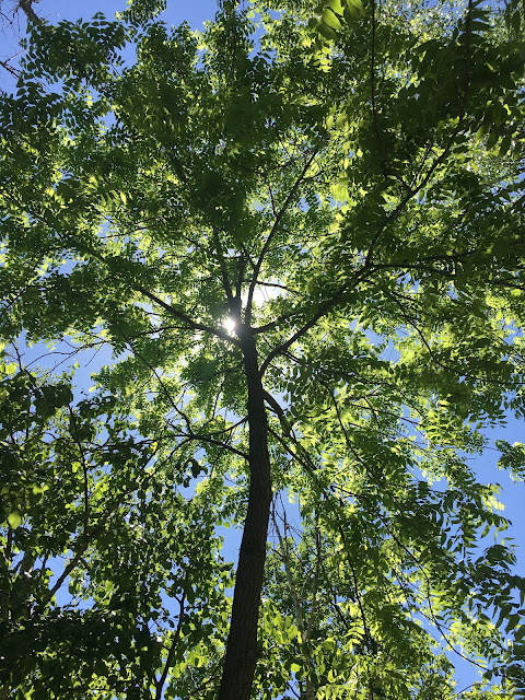 trees in Minnesota