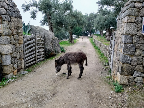 excursión en mallorca