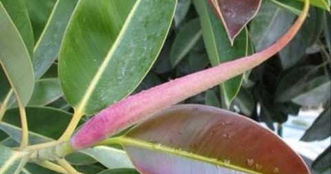 15 Manfaat Daun Karet Kebo Untuk Kesehatan Khasiat 15 Manfaat Daun Karet Kebo Untuk Kesehatan Khasiat
