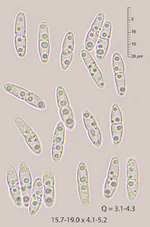 Diaporthe oncostoma