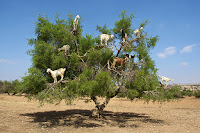 Las Cabras Trepadoras de árboles de Argan en Marruecos!