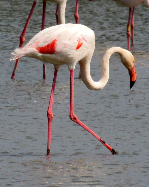 Flamencos en el Delta del Ebro