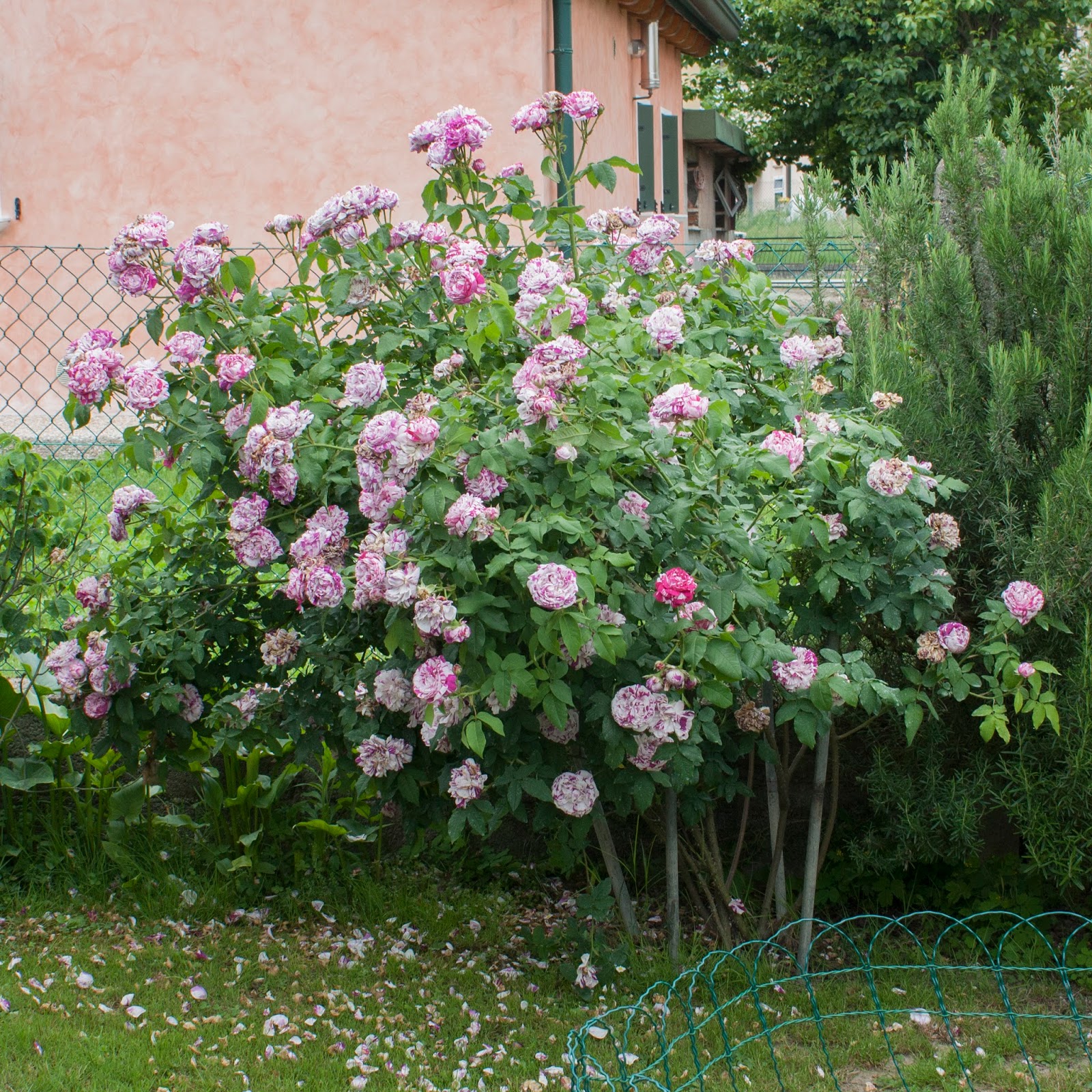 Il piccolo giardino di L. Rose, rose e rose in una ventosa giornata di