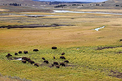 'Bison herd' by Alan Vernon on Flickr