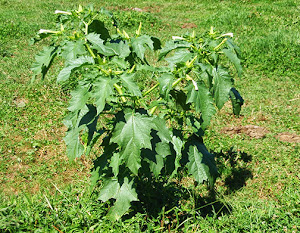 Estramonio (Datura stramonium) flor silvestre blanca