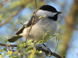 country hill texas birds finches wildlife birding watching trip common near se station