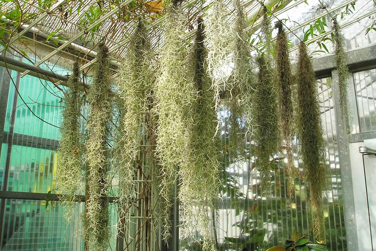 Trees Planet: Tillandsia usneoides - Spanish Moss