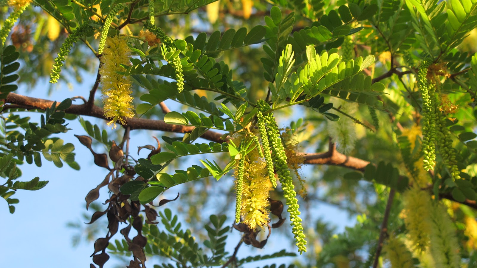 Curiosidades Vegetais: O angico-de-bezerro