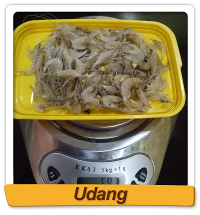 Umpan Mancing Udang Galah