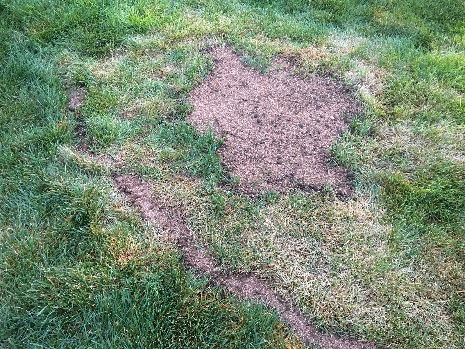 My Favorite Dog Pee Spot Patching Product [Backyard Neophyte