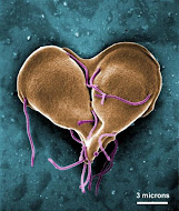 Giardia lamblia protozoan