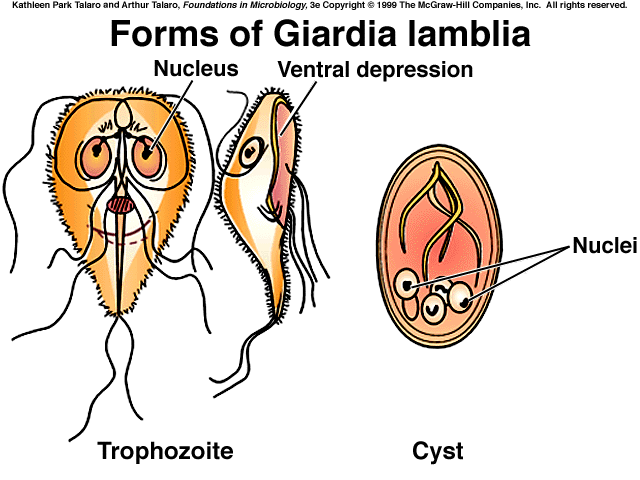 giardia symptomer)