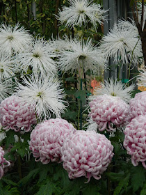 White spider and purple incurve mums at the Allan Gardens Conservatory 2015 Chrysanthemum Show by garden muses-not another Toronto gardening blog