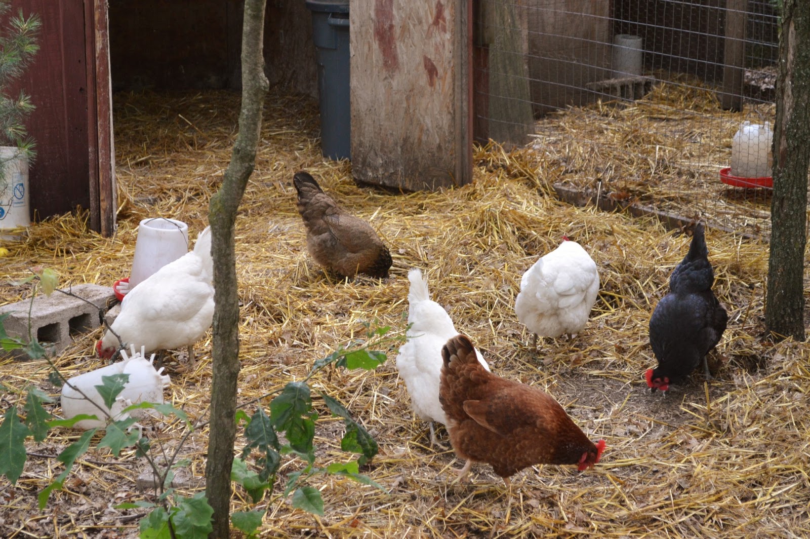 Free Range Family Farm Things found in the garden