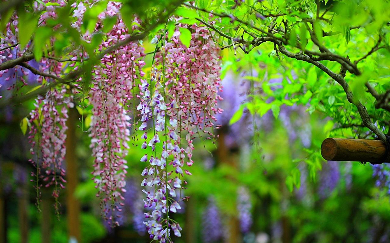 Free Wallpapers Flowers Wisteria