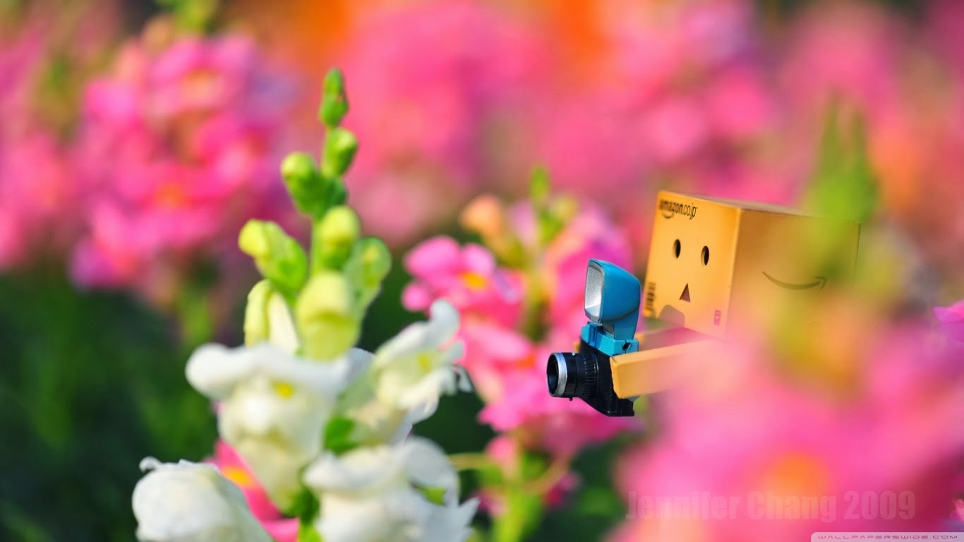 Photo cute  Danbo Wallpaper  full HD  Gallery Wallpaper  HD 