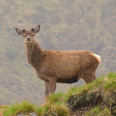red loch quoich deer stag young northumberland naturalist steep slopes mor sgurr