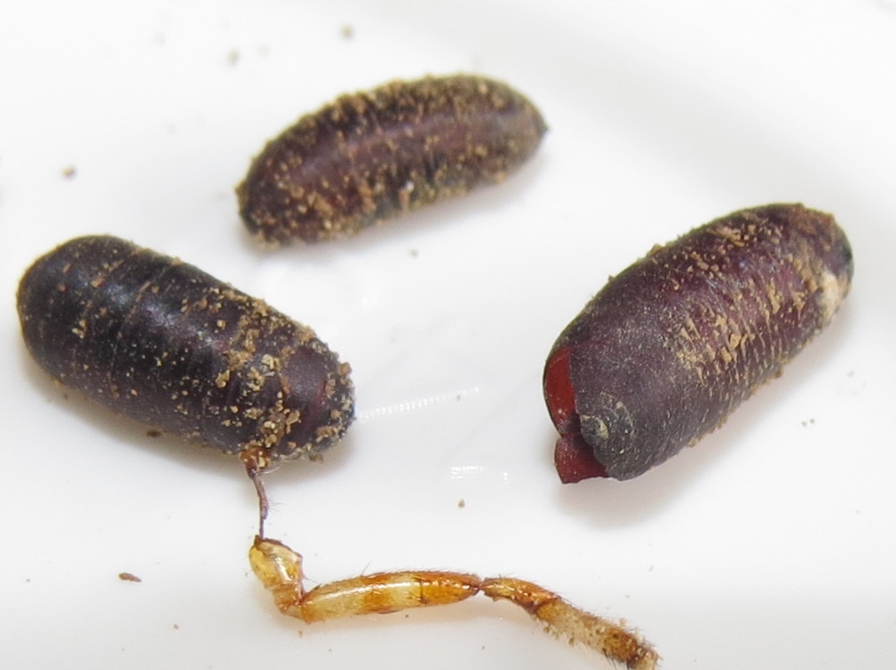Blue Jay Barrens Pipe Organ Mud Dauber Wasp and Parasitic Fly