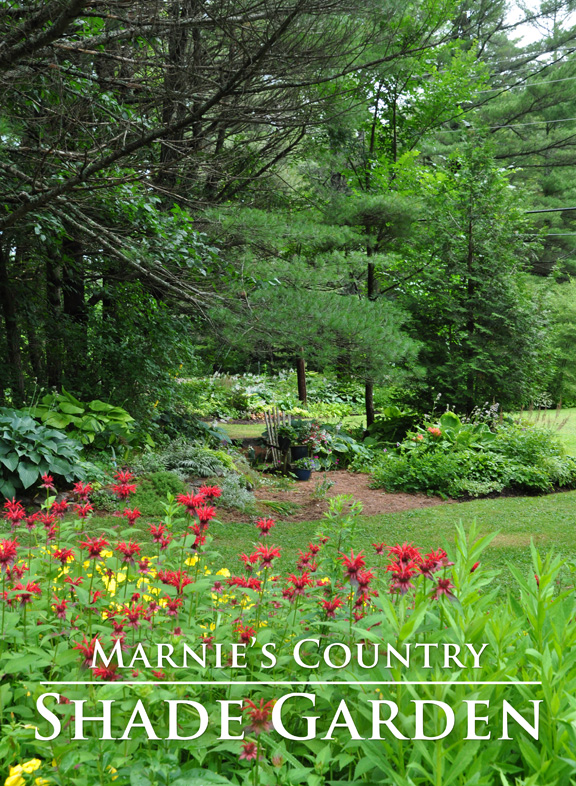 Three Dogs In A Garden Making The Most Of Shade Through Seasons Making The Most Of Shade Through Seasons A Visit To Marnie S Country Garden