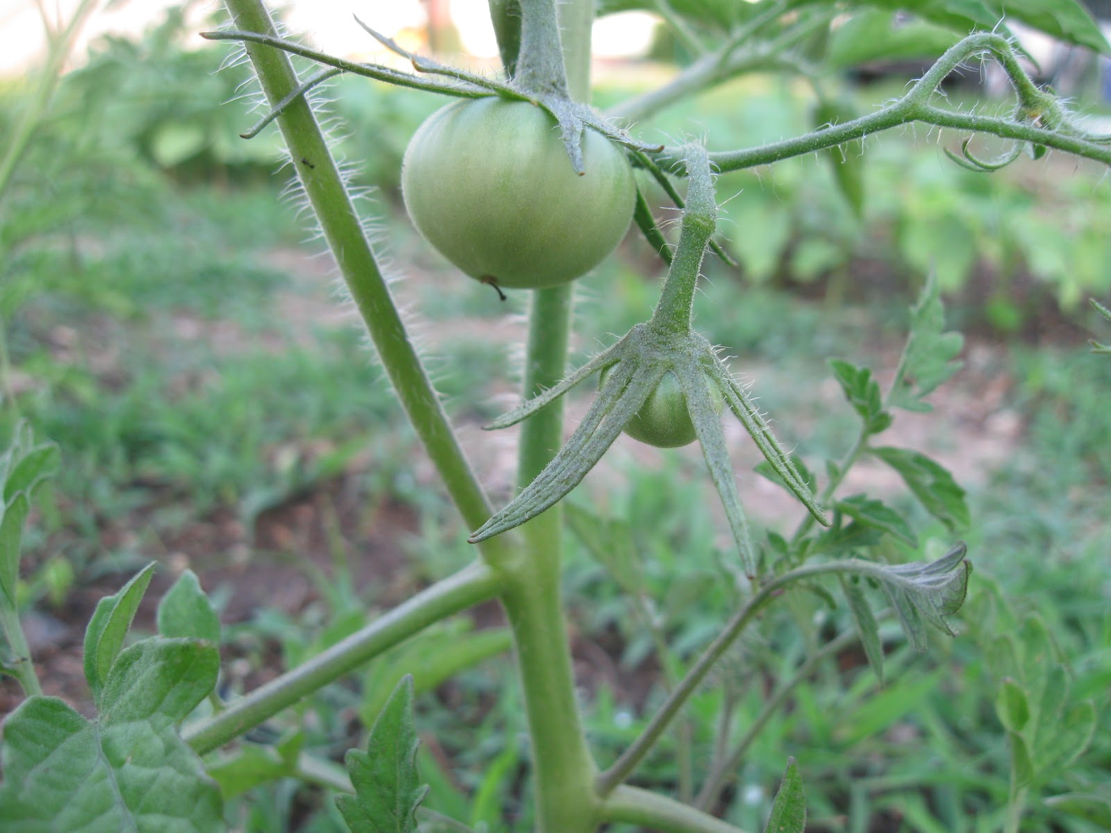Kentucky Fried Garden Pollinating Open Pollinated Heirloom Tomato Plants