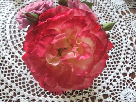 Variegated rose in full bloom