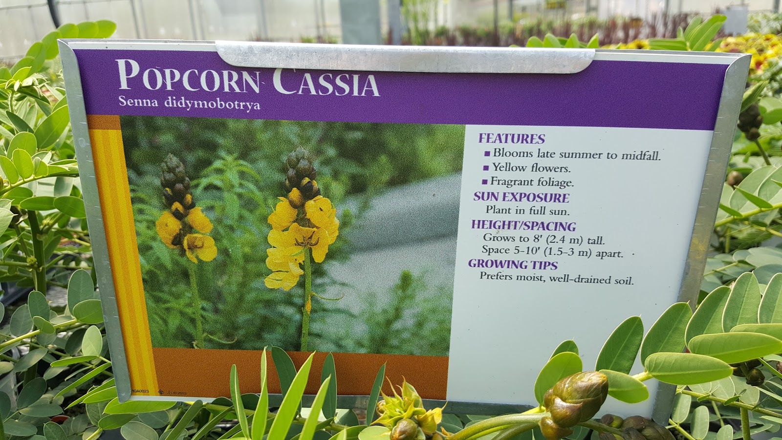 Gear Acres at Top of the Hill More Hostas and Plants that Smell.....