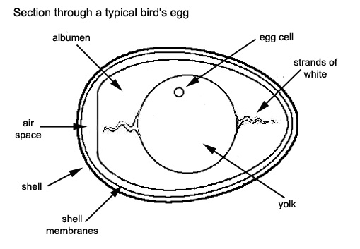 Cara Reproduksi Biologi pada Burung 