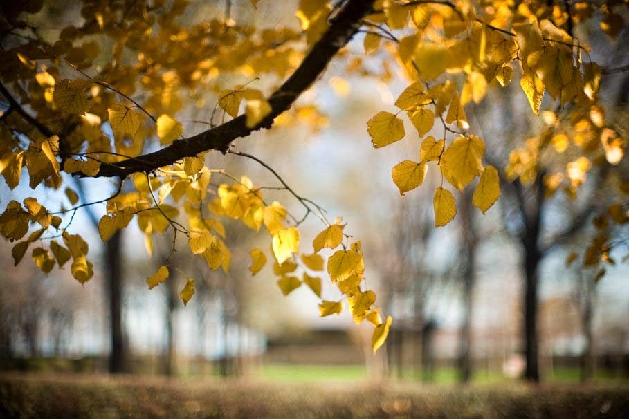 tree-branch-leaves-autumn-nature