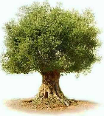 The Fingerprint of God: Will you choose to be an olive tree?