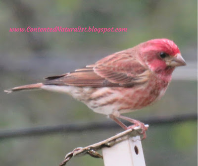 A purple finch sits on a pole, eyeing the viewer.
