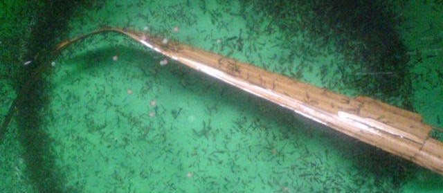 Makanan Ikan Cupang yang Mudah Didapat di Sekitar Kita