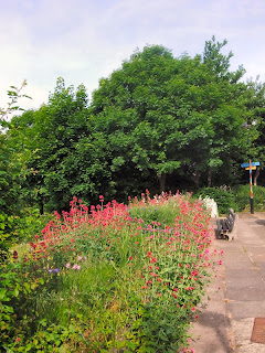 Benwell Nature Park, Newcastle upon Tyne. June 2013