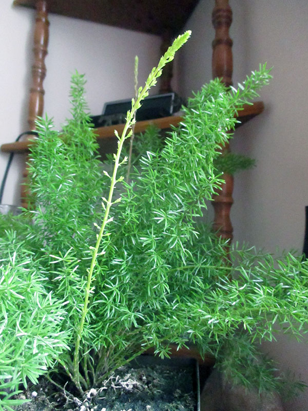 Green Jean asparagus not a fern