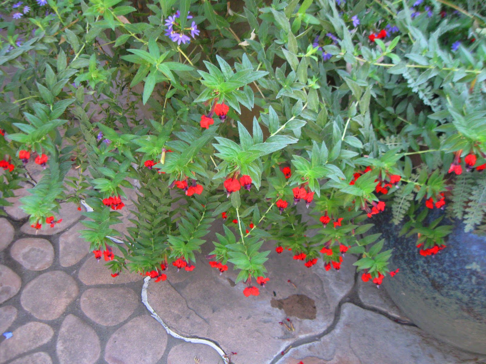 Hummer's Delight California Summer Color... Bat Face Cuphea... Day 205