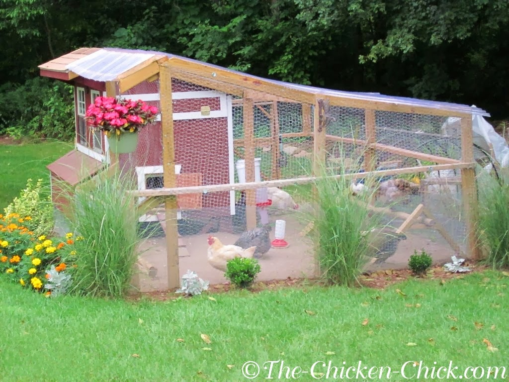 The Chicken Chick®: Surviving Winter with Chickens