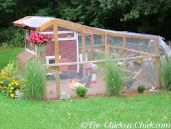 chicken coop chickens run around winter backyard coops ventilation chick garden runs plans building surviving roost backyardchickens hood landscaping they