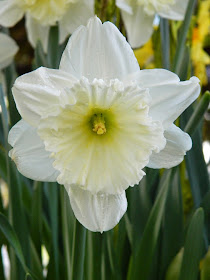 White daffodil  Allan Gardens Conservatory 2015 Spring Flower Show by garden muses-not another Toronto gardening blog 