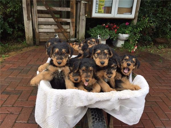Những chiếc xe chở đầy cún con
