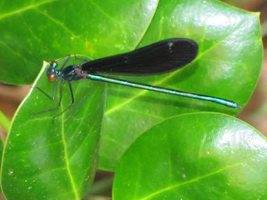 Dragonfly on Holly Leaf
