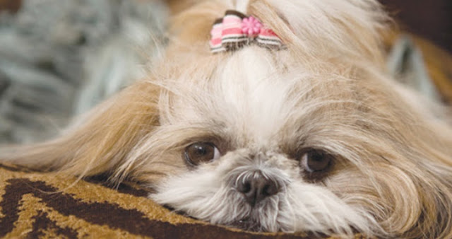 Sintomas de que seu shih tzu está com vermes