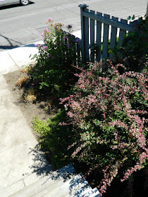 Leslieville front garden clean up after Paul Jung Gardening Services Toronto