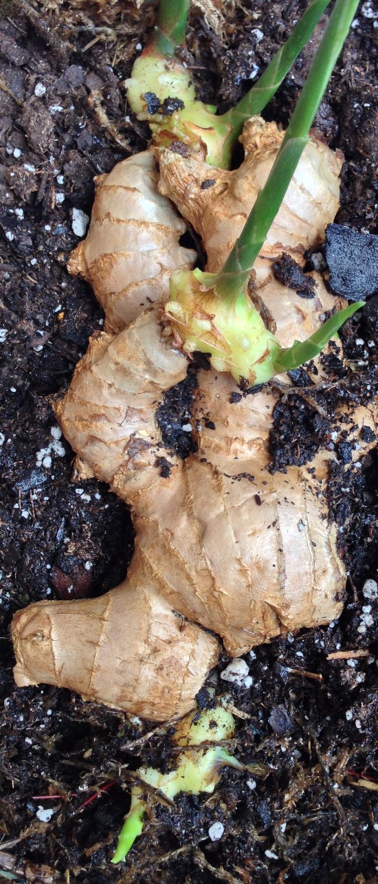 The Rainforest Garden: Growing Ginger Roots from the Grocery Store